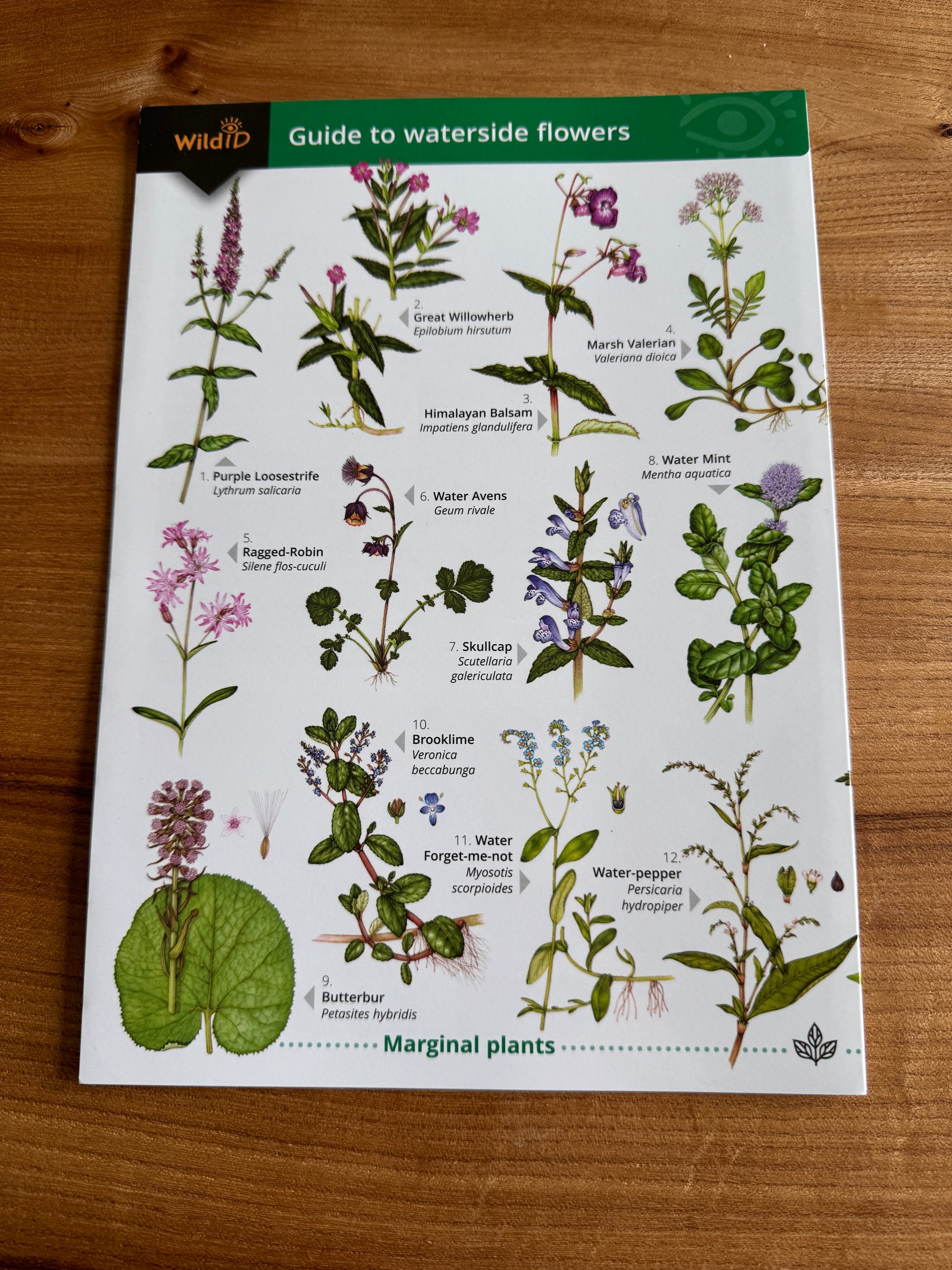 Illustrated guide on waterside flowers for walkers and nature enthusiasts 