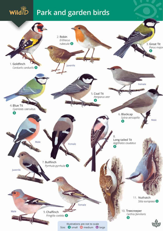 Guide for wildlife with park and garden birds identification including robins, goldfinch and more