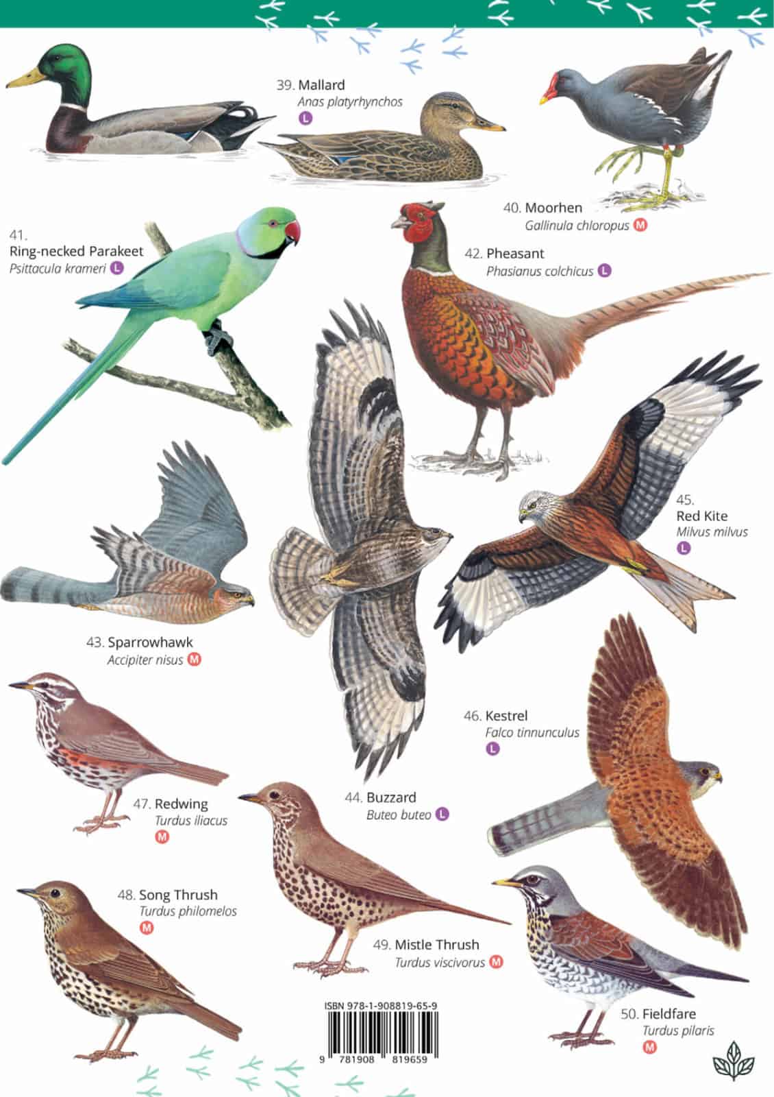 Wildlife & Nature Guide: Park and Garden Birds