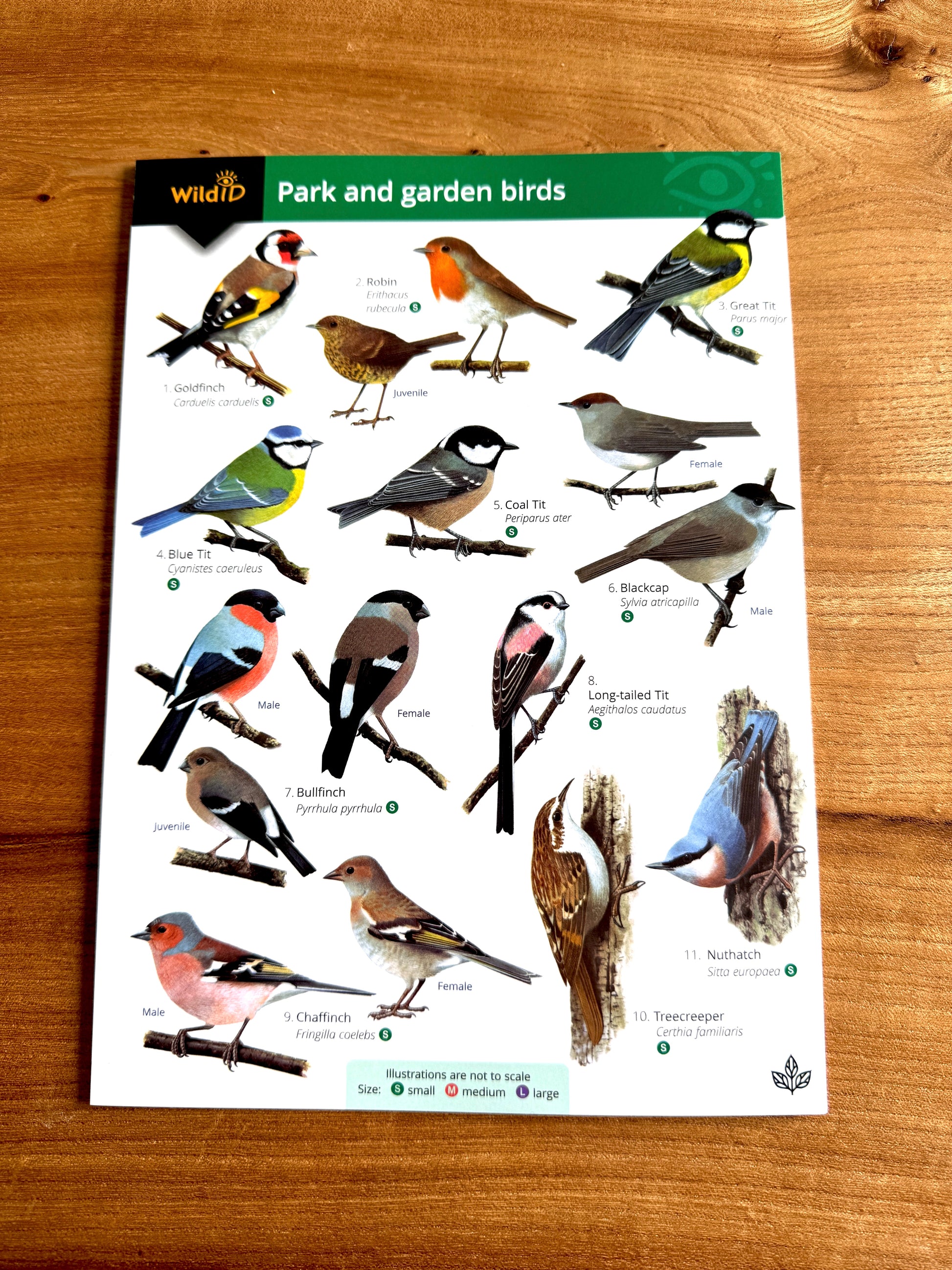 Illustrated guide to British Park and Garden Birds