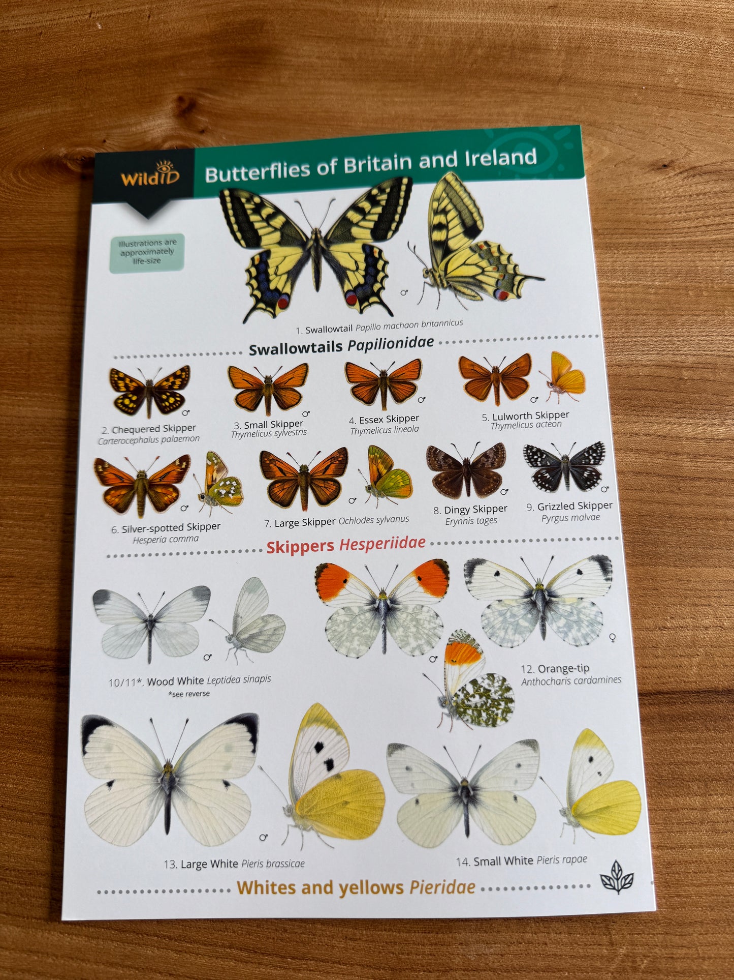 Wildlife & Nature Guide: Butterflies of Britain and Ireland