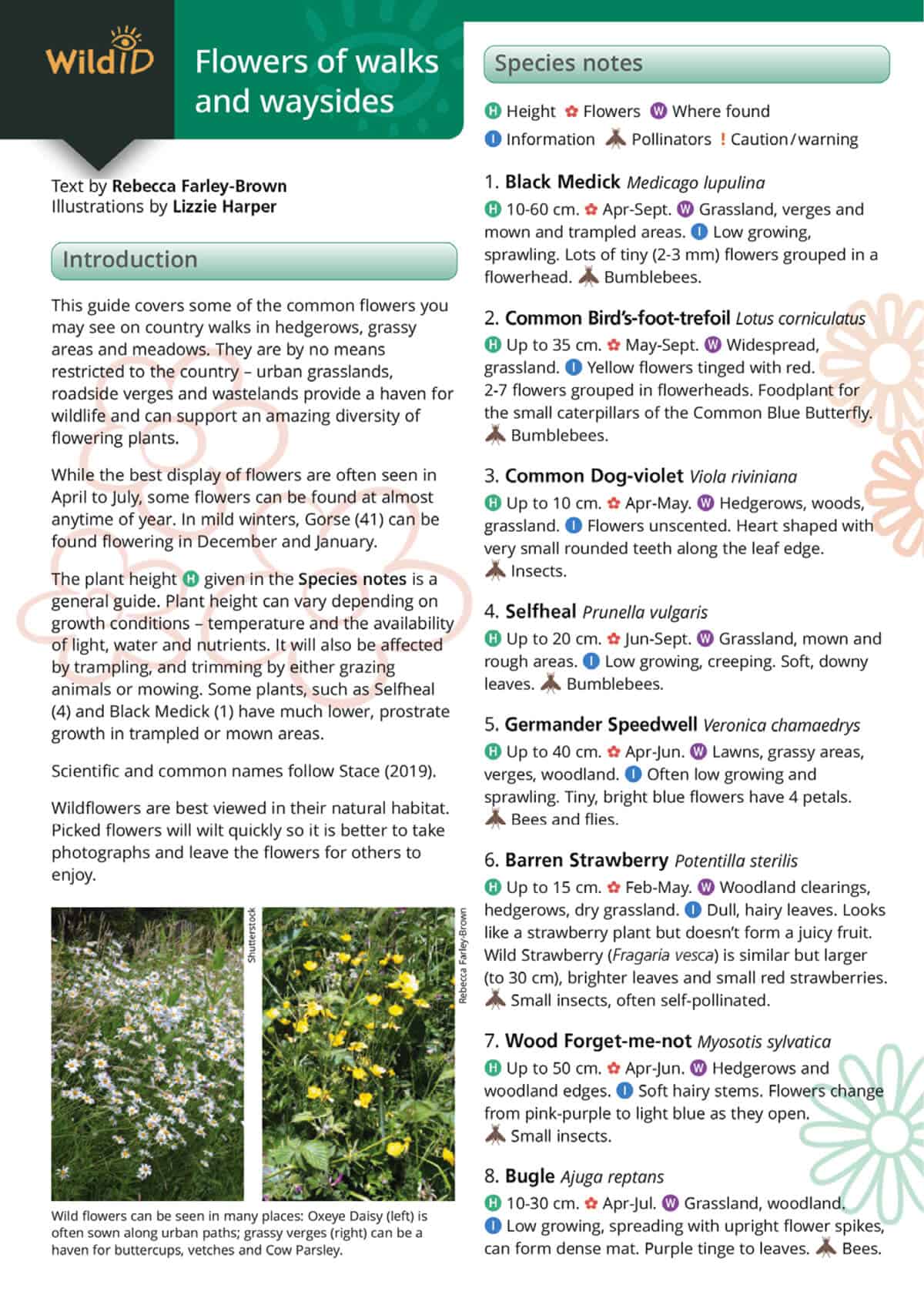 Wildlife & Nature Guide: Flowers of Walks and Waysides