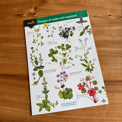 Wildlife & Nature Guide: Flowers of Walks and Waysides