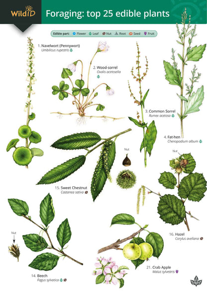 Wildlife & Nature Guide: Foraging - Top 25 Edible Plants