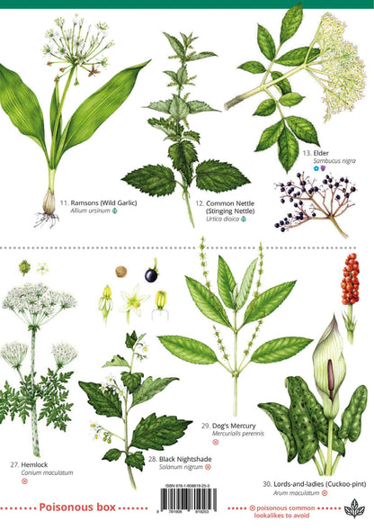 Wildlife & Nature Guide: Foraging - Top 25 Edible Plants