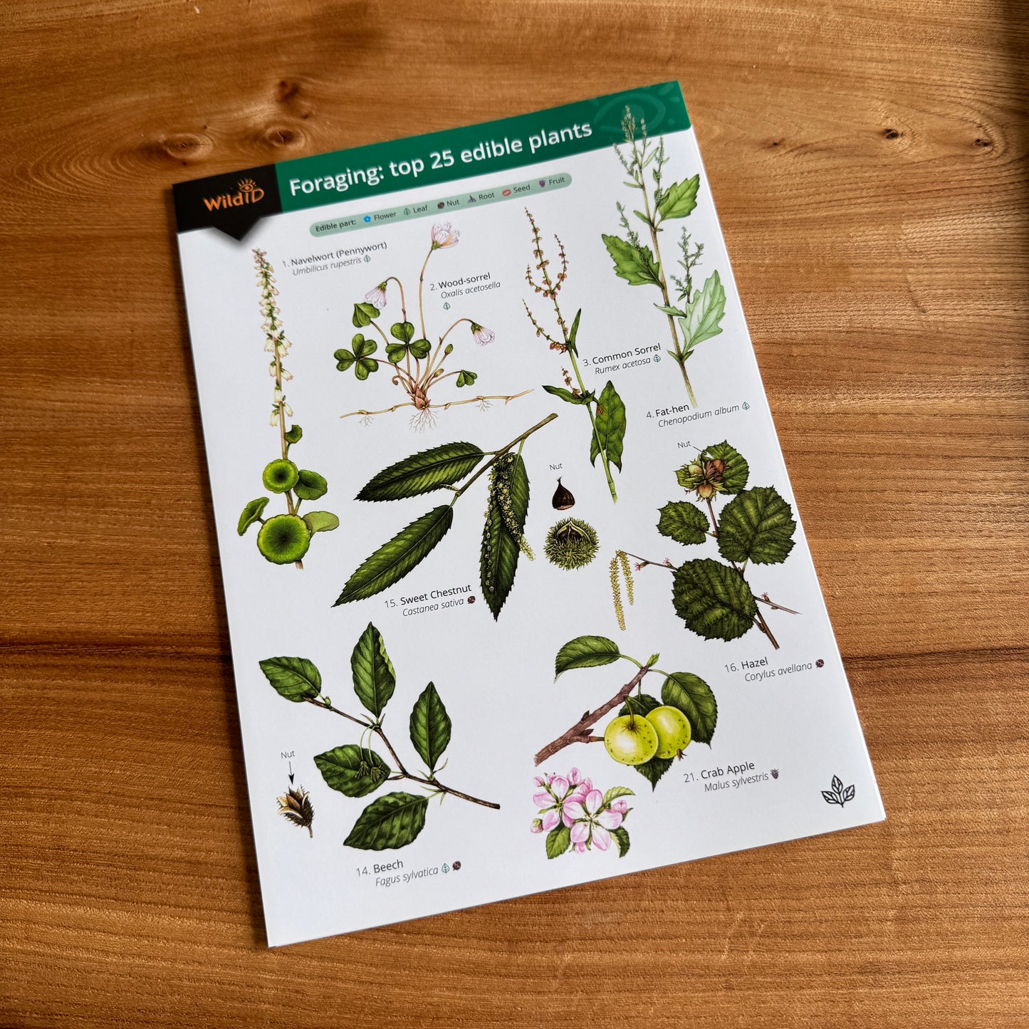 Wildlife & Nature Guide: Foraging - Top 25 Edible Plants