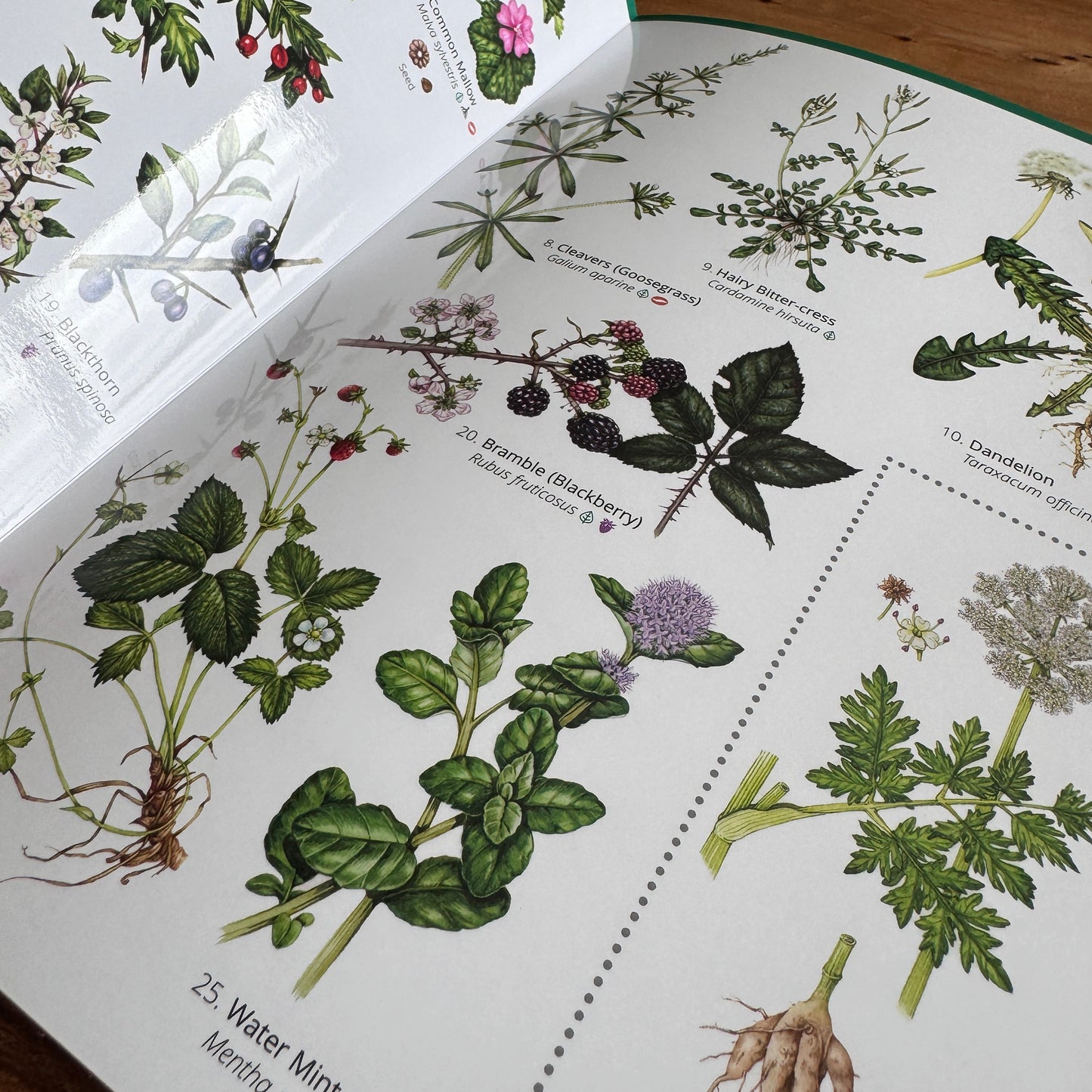 Wildlife & Nature Guide: Foraging - Top 25 Edible Plants