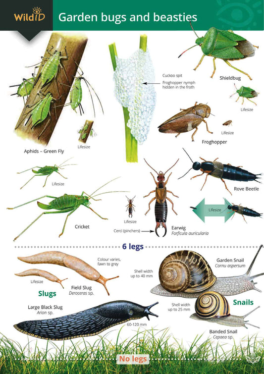 Wildlife & Nature Guide: Garden Bugs and Beasties