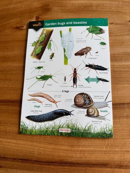 Wildlife & Nature Guide: Garden Bugs and Beasties