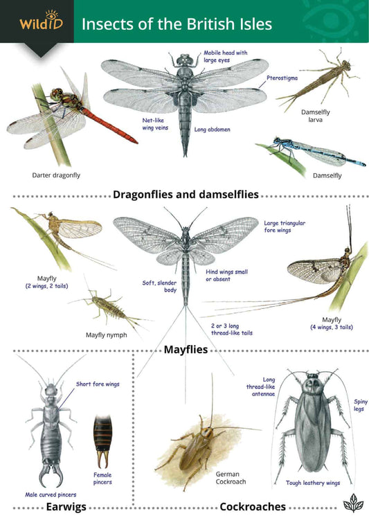 Wildlife & Nature Guide: Insects of the British Isles