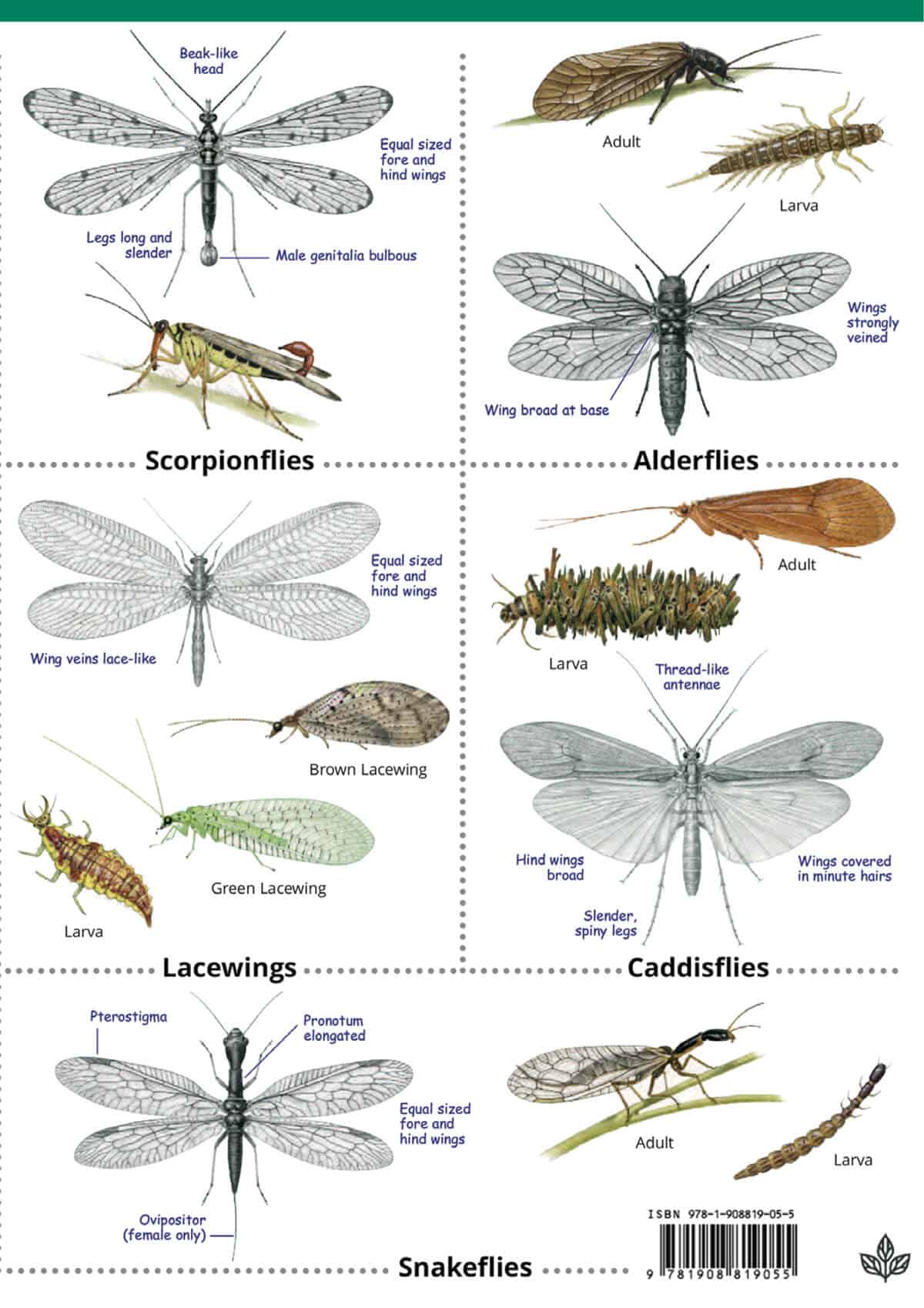 Wildlife & Nature Guide: Insects of the British Isles