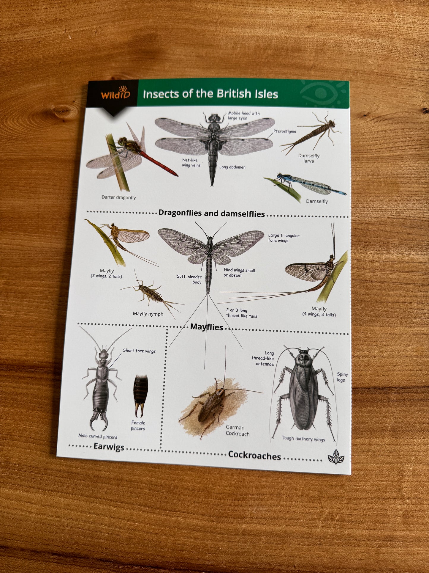 Wildlife & Nature Guide: Insects of the British Isles