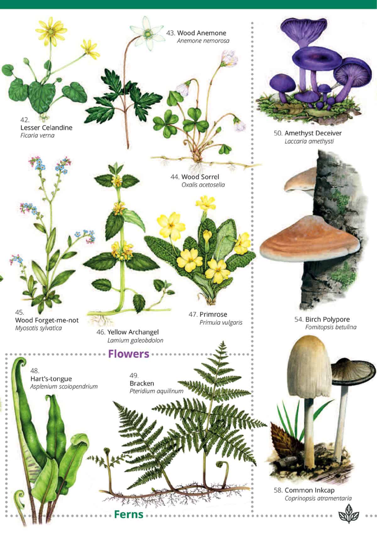 Wildlife & Nature Guide: Woodland Trees, Flowers and Fungi