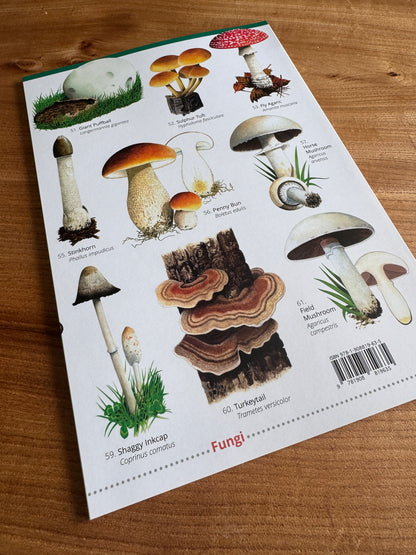 Wildlife & Nature Guide: Woodland Trees, Flowers and Fungi