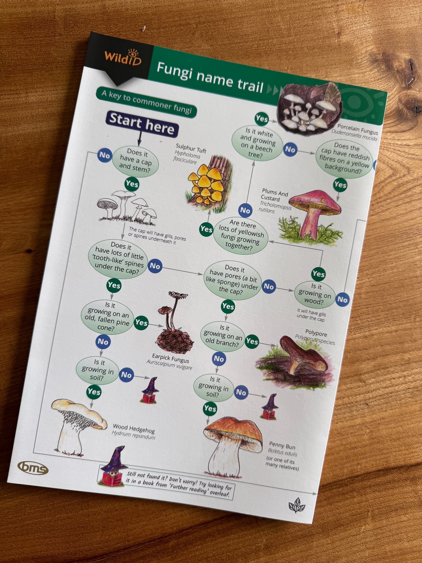 Wildlife & Nature Guide: Fungi name trail