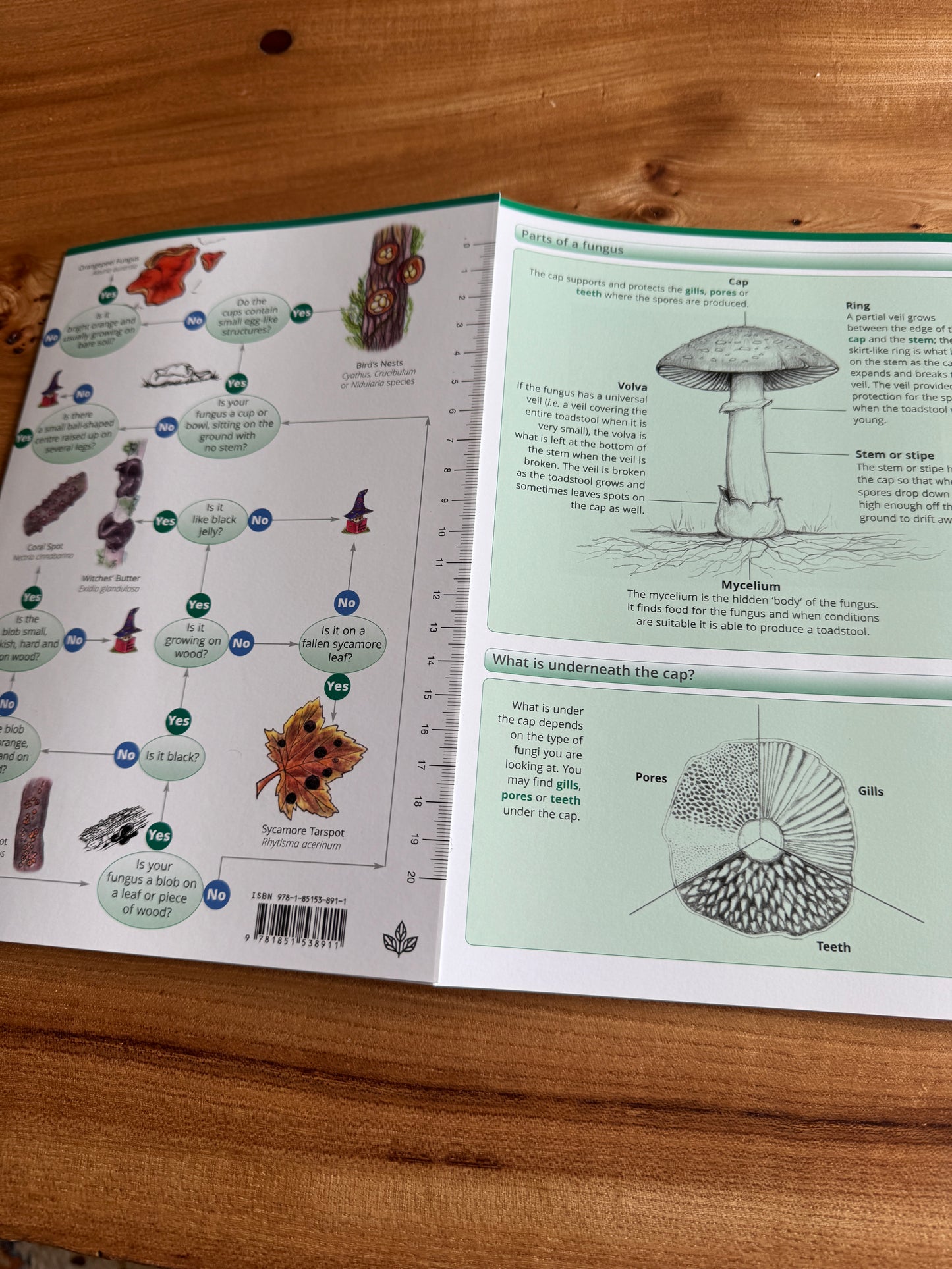 Wildlife & Nature Guide: Fungi name trail