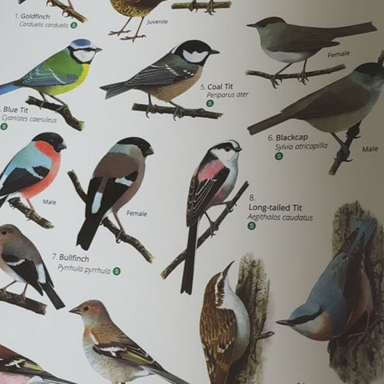 Showing different British park and garden birds