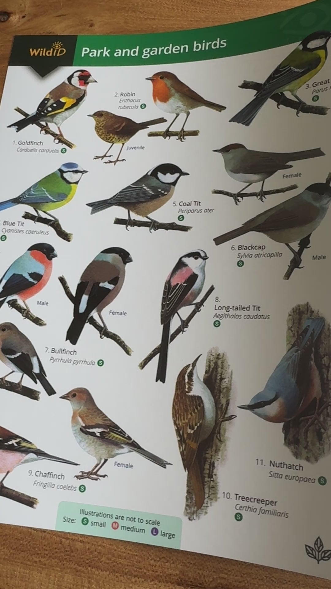 Showing different British park and garden birds